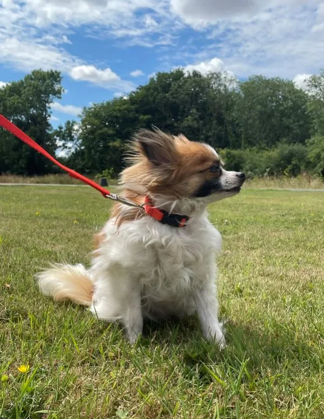 45" Long Puppy Dog Walking Lead Leash 13mm Wide Strong Durable Webbing In 19 Colours