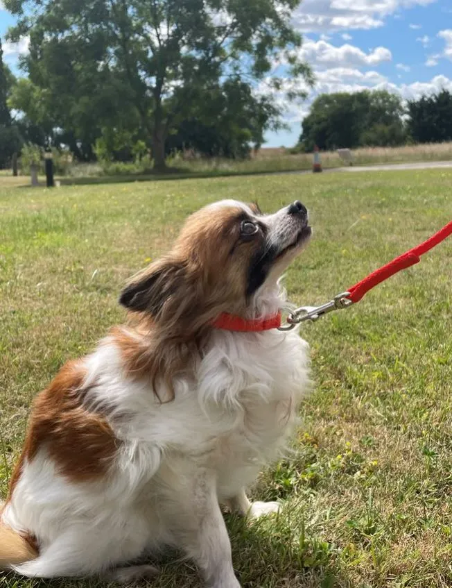 45" Long Puppy Dog Walking Lead Leash 13mm Wide Strong Durable Webbing In 19 Colours