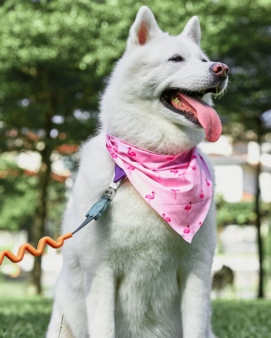 [Clearance] Roly Pawly Pet Bandana Scarf