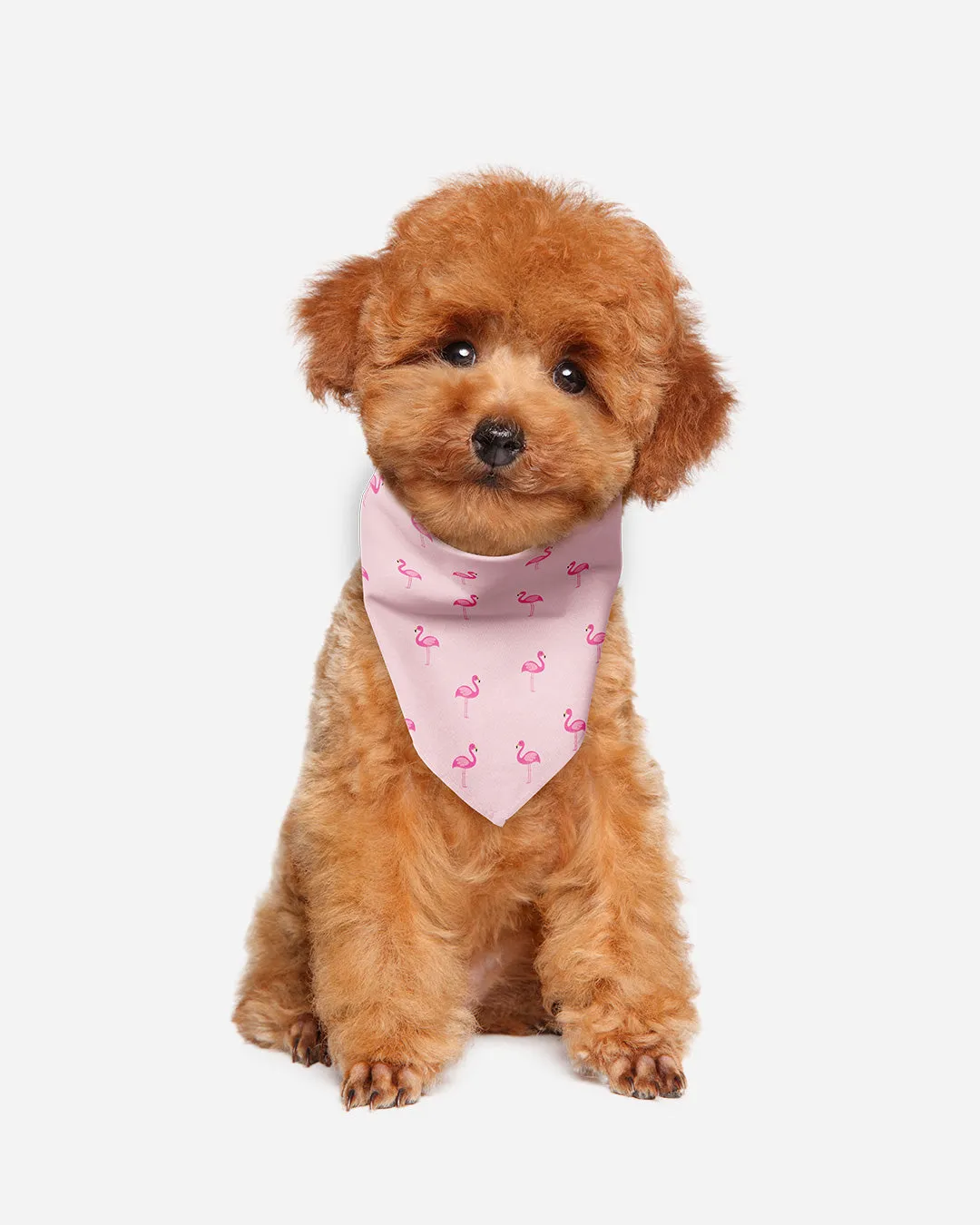 [Clearance] Roly Pawly Pet Bandana Scarf