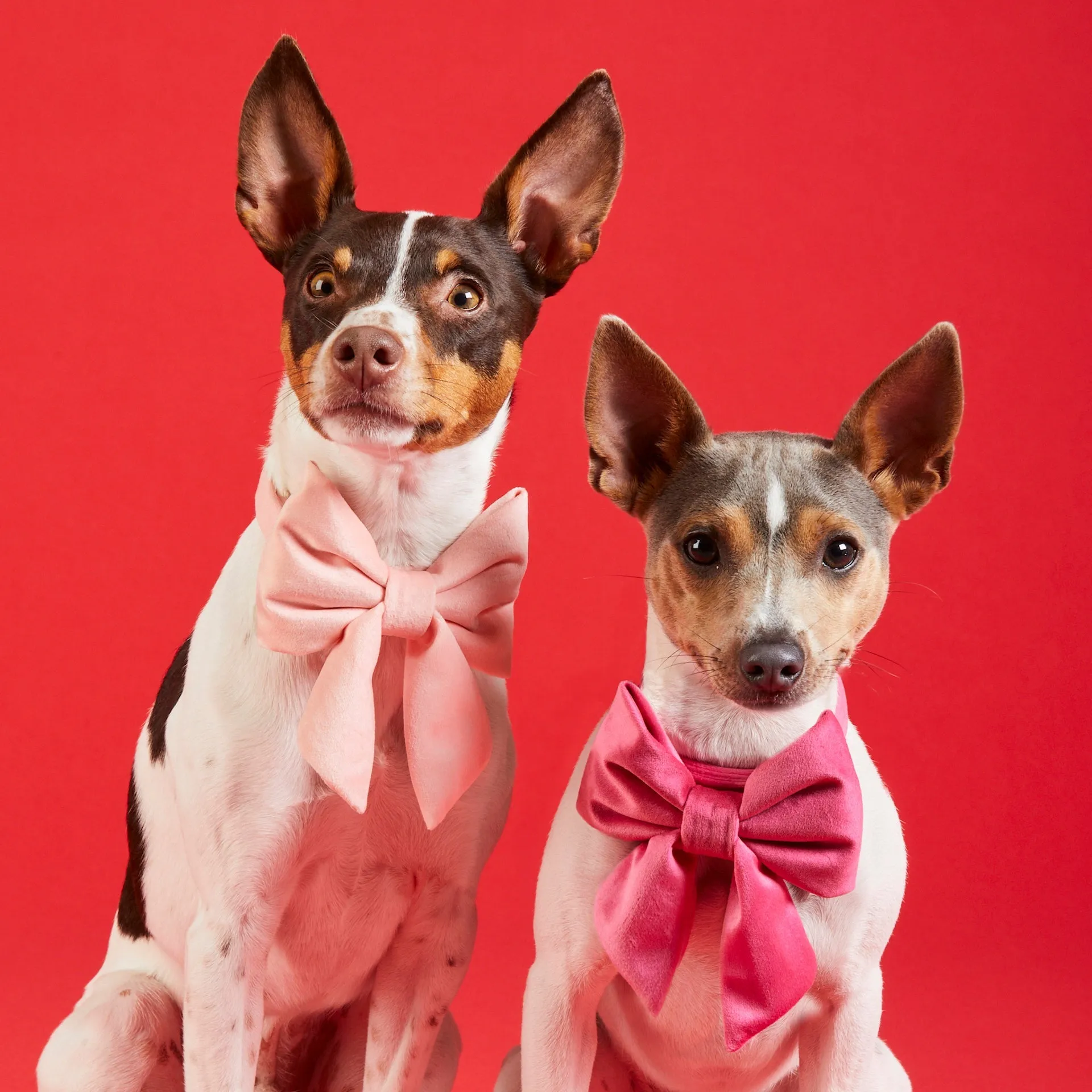 Hot Pink Velvet Lady Dog Bow